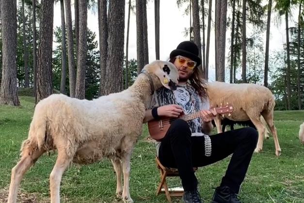 Alvegan: il pop vegano di Amore ipocrita con un videoclip animal style  girato in una malga - Blog