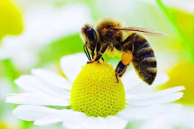 Insetticida: api in pericolo - Montagna