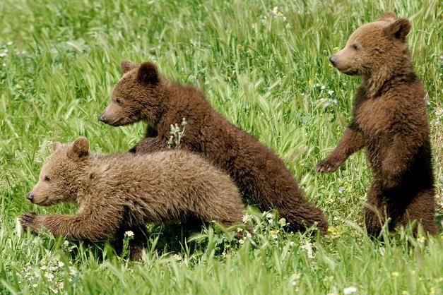 Mamma orsa e i cuccioli a spasso al lago di Cei «Assaltano» il sale dei capriol - Montagna | l'Adige.it