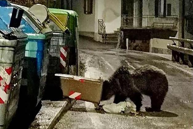 Lav: «L'orso tornerà a cercare cibo nei cassonetti, la Provincia in 12 anni  non è riuscita a mettere quelli protetti» - Attualità | l'Adige.it