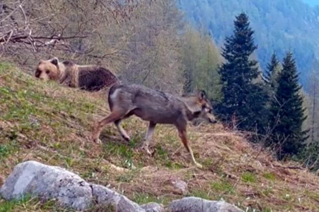 Trentino, orso e lupo immortalati insieme sul monte ...