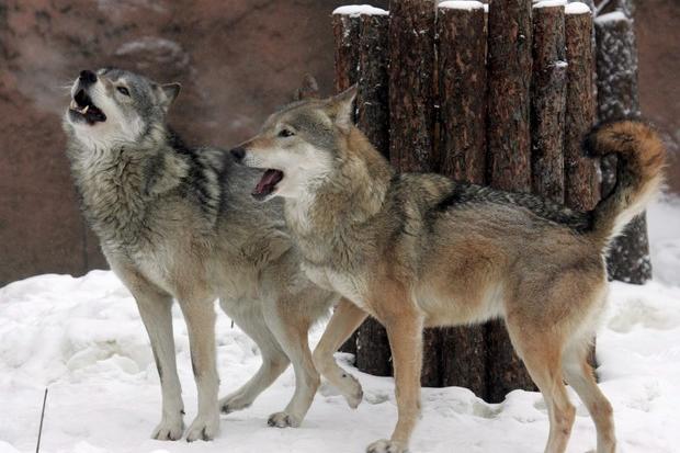Grandi carnivori in Trentino: sul tavolo gestione dei lupi, spray anti-orso  e fauna ittica - Cronaca
